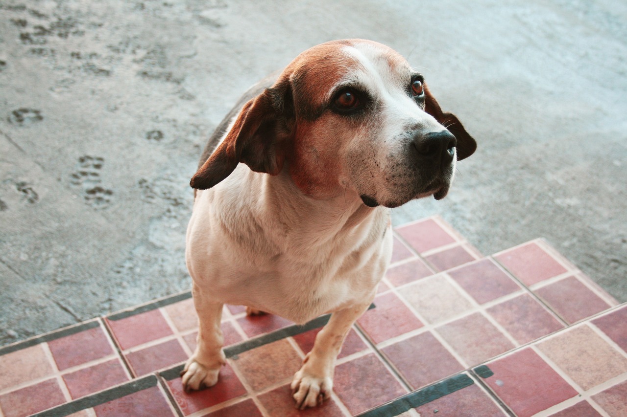 Why the Dogo Argentino Is a Great Protector